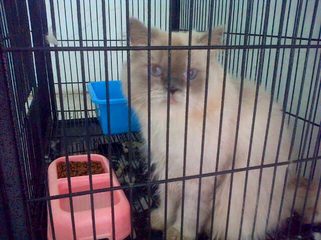Terjual Jual Kucing Persia Himalaya Bekasi  KASKUS