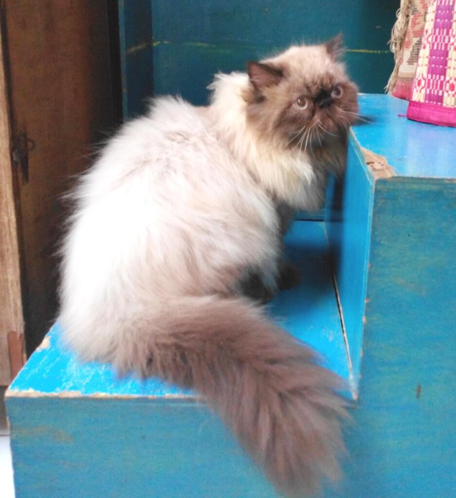 Terjual KUCING PERSIA Calon INDUKAN, MURAH & LUCU 