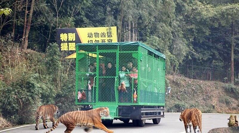  Di Kebun Binatang Ini Manusia dikunci dalam kandang dan diburu oleh singa