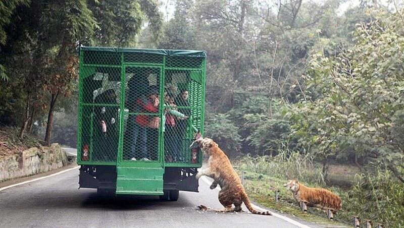  Di Kebun Binatang Ini Manusia dikunci dalam kandang dan diburu oleh singa