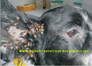 Ketahui parasit yang sering menyerang anjing peliharaan anda dirumah 