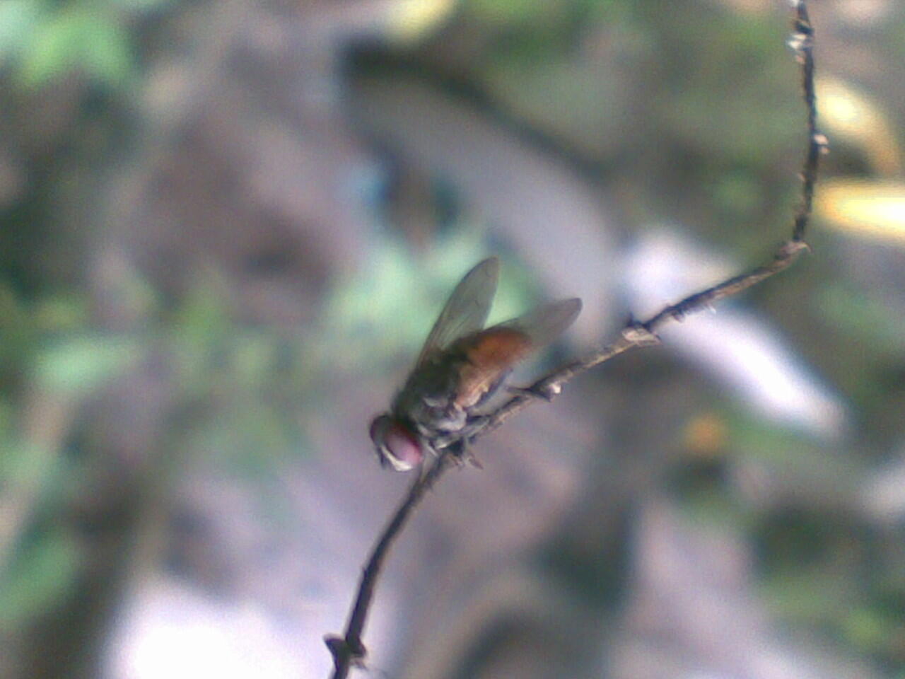 Kumpulan Foto Macro Dengan Kamera HP