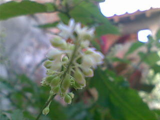 Kumpulan Foto Macro Dengan Kamera HP