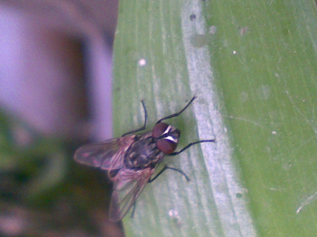 Kumpulan Foto Macro Dengan Kamera HP