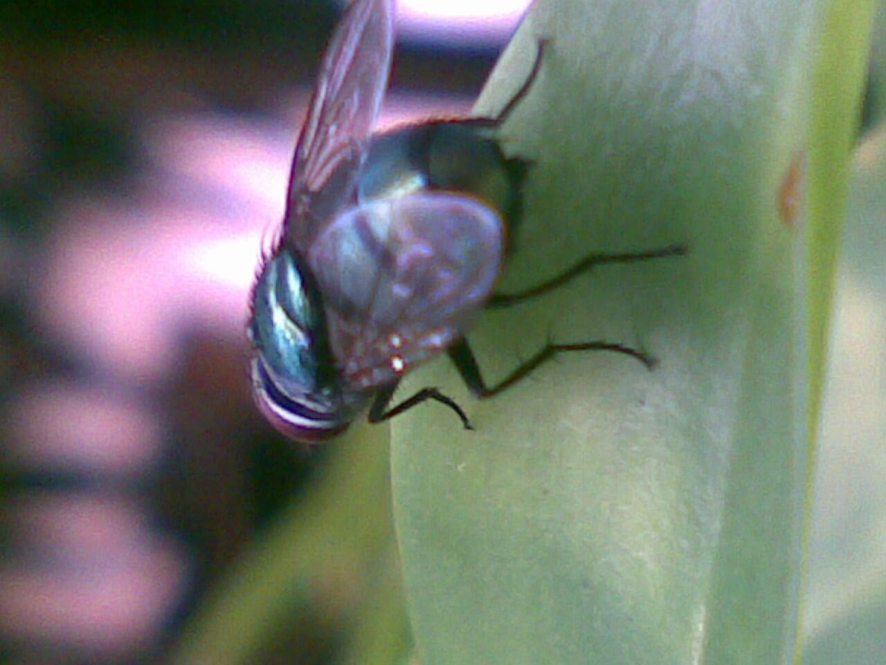 Kumpulan Foto Macro Dengan Kamera HP