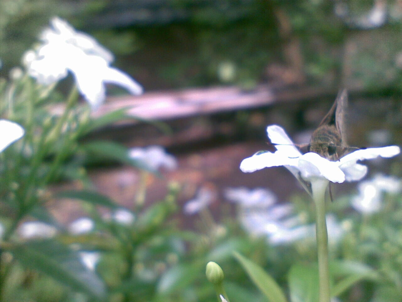 Kumpulan Foto Macro Dengan Kamera HP