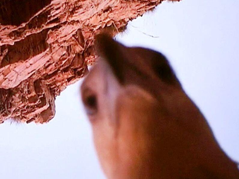 ANIMAL SELFIE GAN, INSPIRATIF!!!