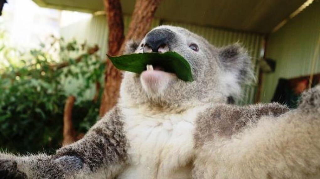 ANIMAL SELFIE GAN, INSPIRATIF!!!