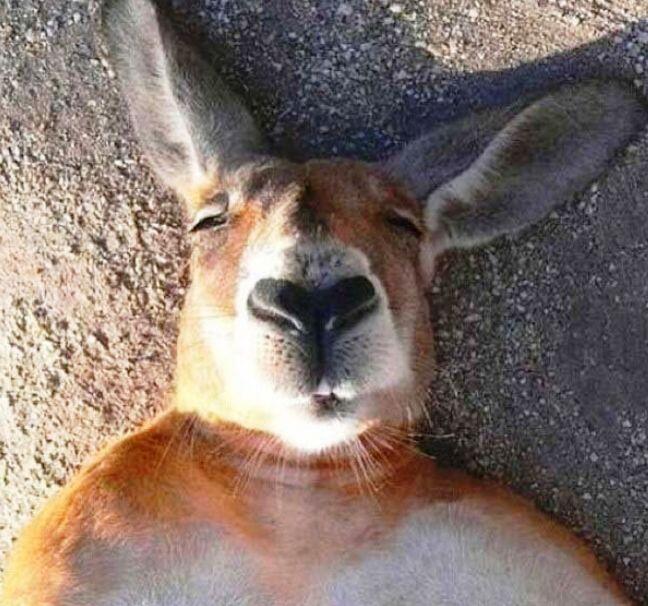 ANIMAL SELFIE GAN, INSPIRATIF!!!