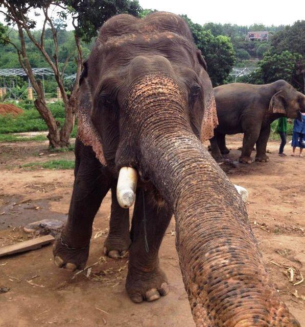 ANIMAL SELFIE GAN, INSPIRATIF!!!