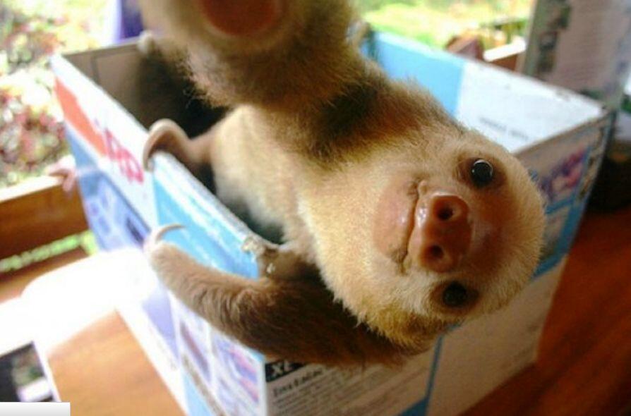ANIMAL SELFIE GAN, INSPIRATIF!!!