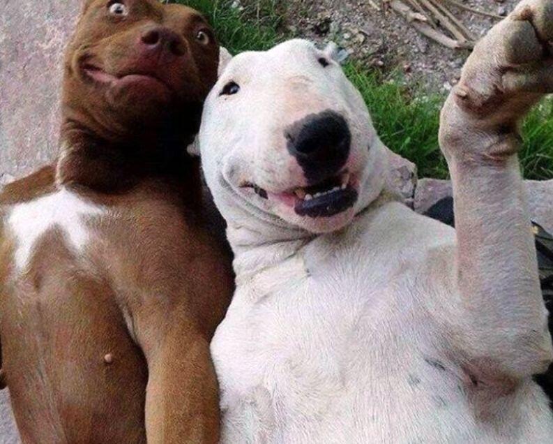 ANIMAL SELFIE GAN, INSPIRATIF!!!