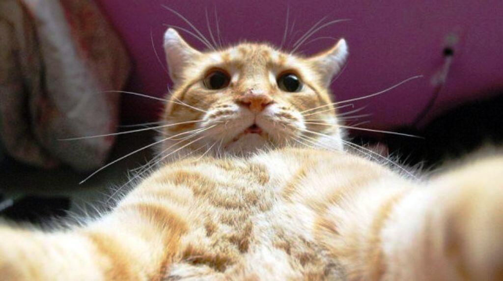 ANIMAL SELFIE GAN, INSPIRATIF!!!