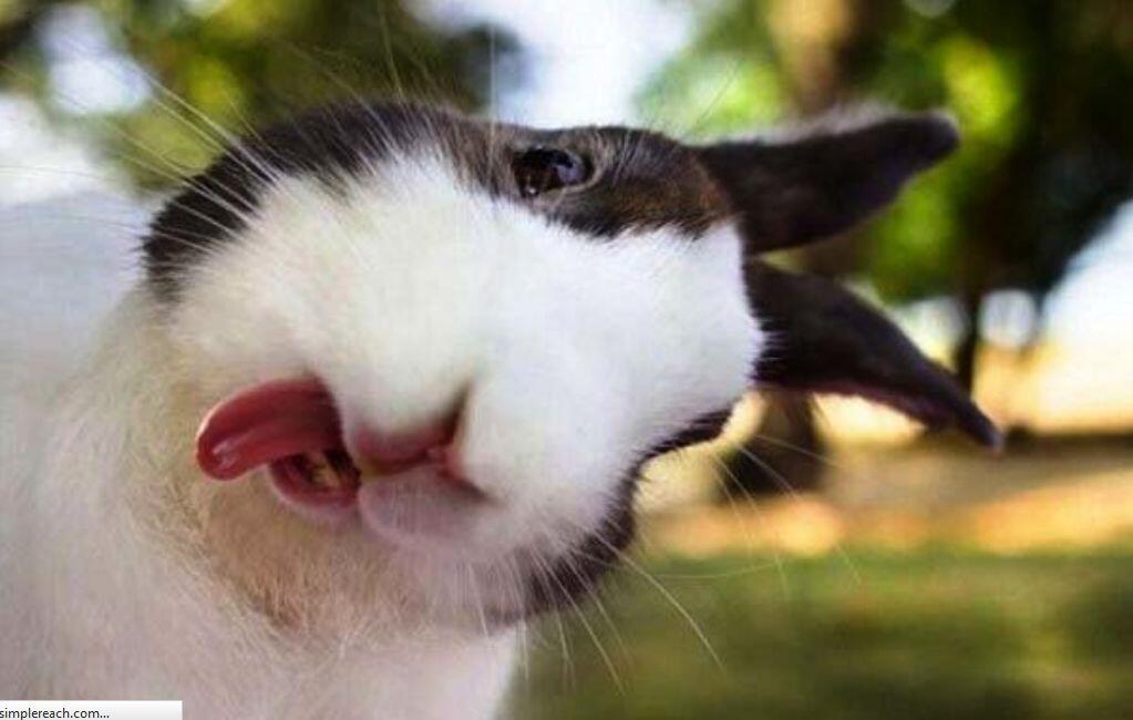 ANIMAL SELFIE GAN, INSPIRATIF!!!