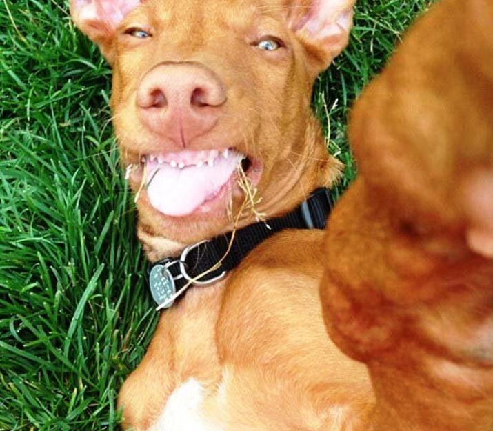 ANIMAL SELFIE GAN, INSPIRATIF!!!