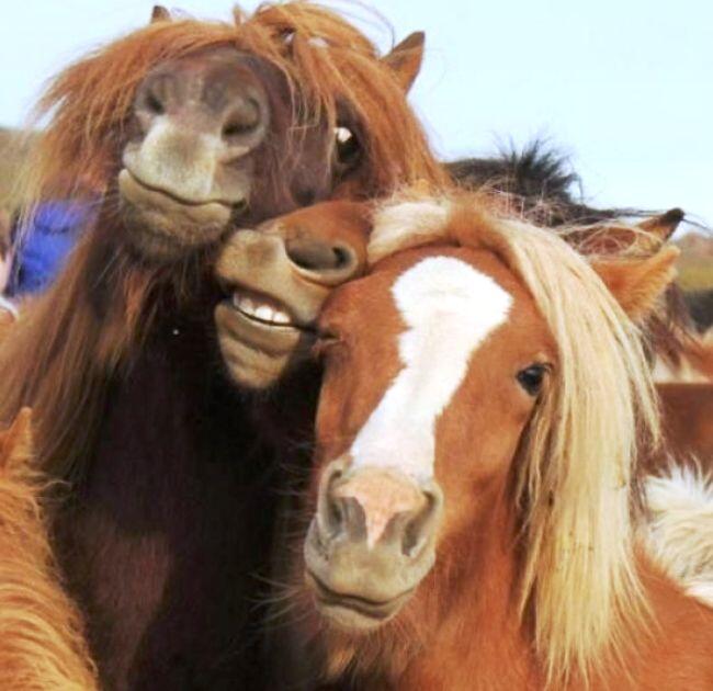 ANIMAL SELFIE GAN, INSPIRATIF!!!