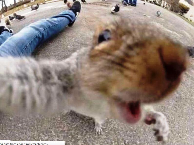 ANIMAL SELFIE GAN, INSPIRATIF!!!