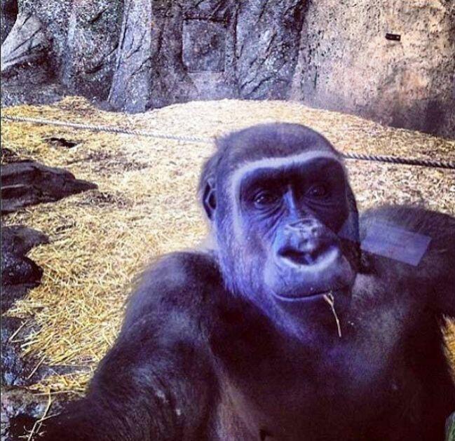 ANIMAL SELFIE GAN, INSPIRATIF!!!