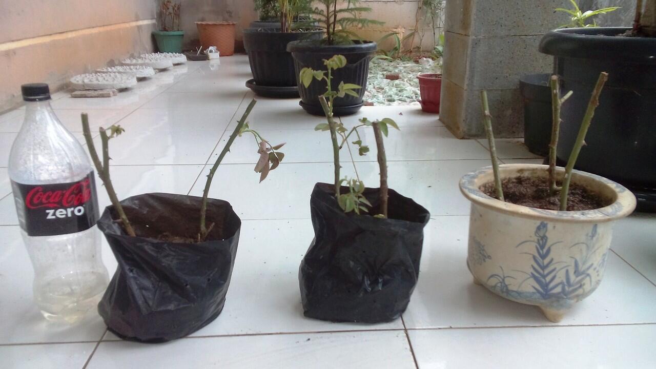 Tips bertanam mawar dari Stek batang