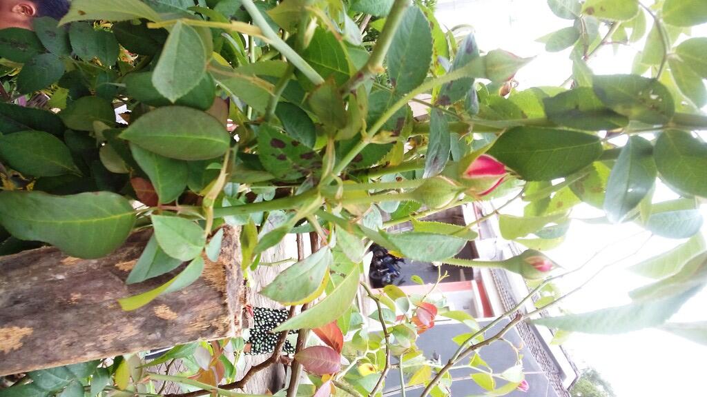 Mawar Old English Rose