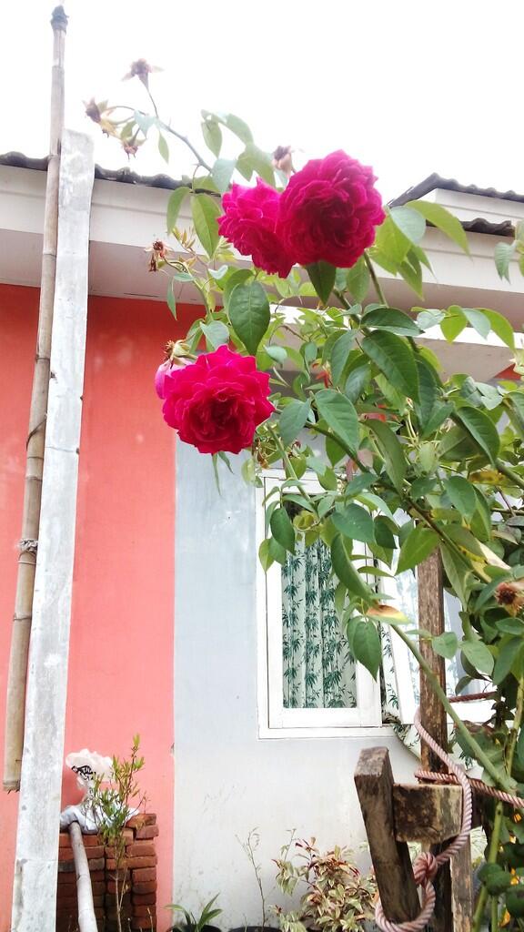 Mawar Old English Rose
