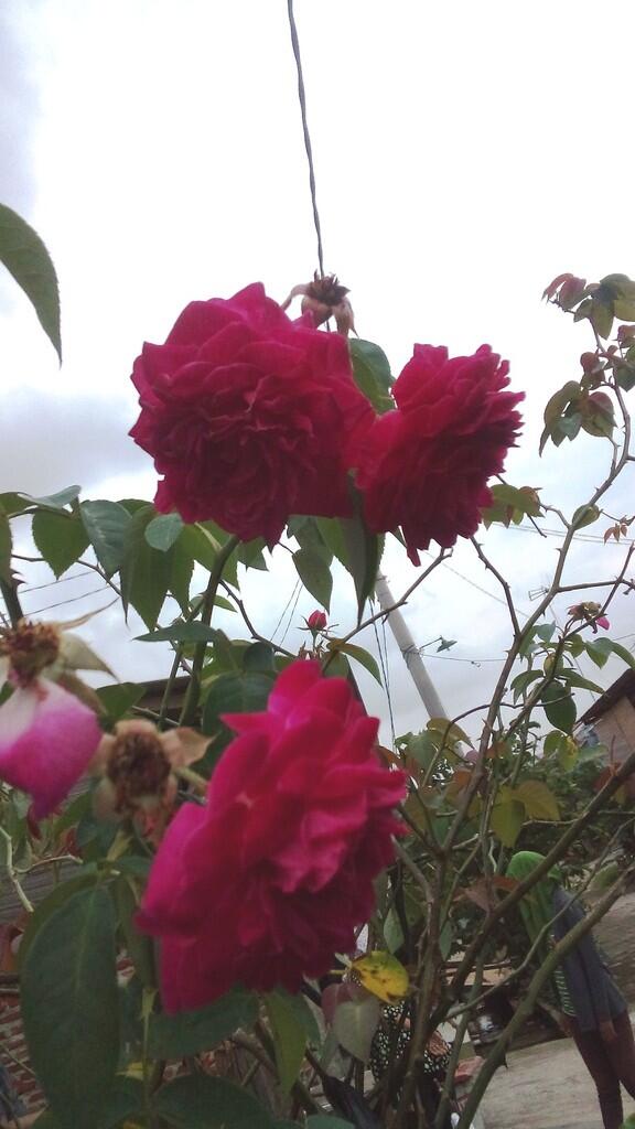 Mawar Old English Rose