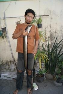 Mancing &quot;Monster River&quot; asyikk Gan!!