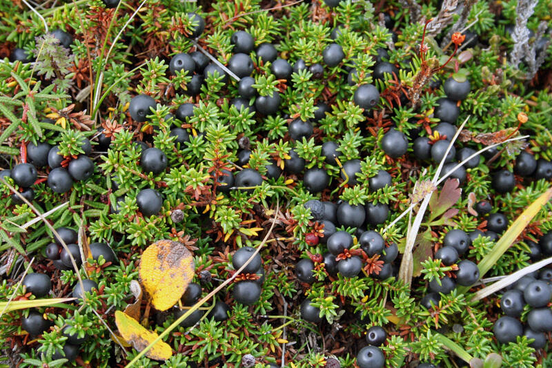 MAU TAU ANEKA MACAM BUAH BERRY ?....MASUKKKK GAN ! BANYAK MANFAATNYA