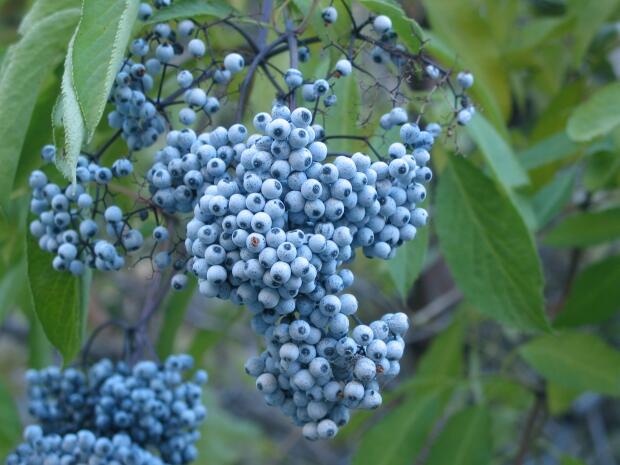 MAU TAU ANEKA MACAM BUAH BERRY ?....MASUKKKK GAN ! BANYAK MANFAATNYA