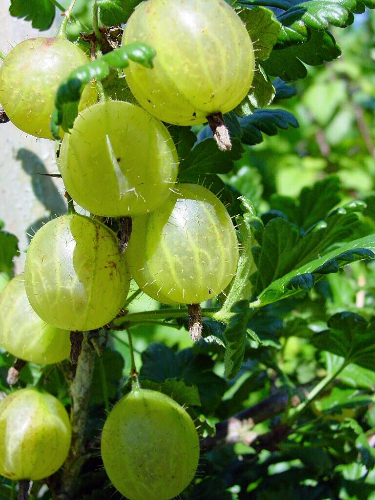 MAU TAU ANEKA MACAM BUAH BERRY ?....MASUKKKK GAN ! BANYAK MANFAATNYA