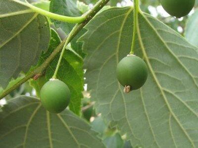 MAU TAU ANEKA MACAM BUAH BERRY ?....MASUKKKK GAN ! BANYAK MANFAATNYA