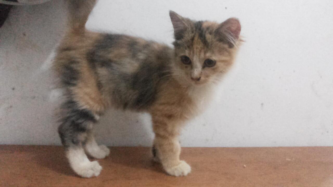 Terjual 4 Kitten  persia  mix  domestic  KASKUS