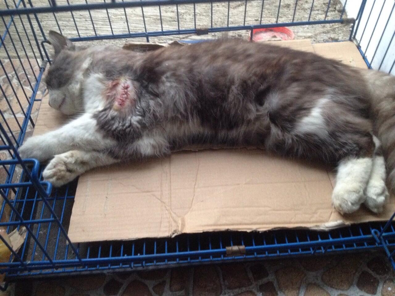 Kenalin gan kucing ane, namanya Fady