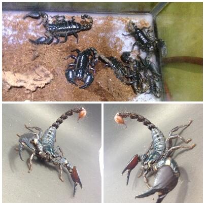 :: JUAL KALAJENGKING LOKAL AFS (Asian Forest Scorpion) BANDUNG