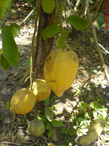 All About Buah “Citrus dari suku Rutaceae”