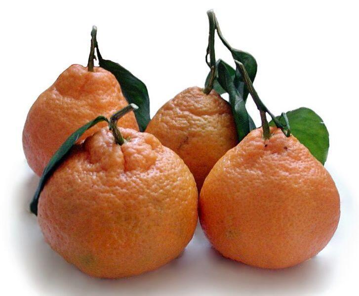 All About Buah “Citrus dari suku Rutaceae”
