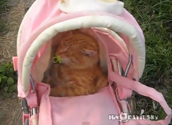 Kucing ini Berperan sebagai seorang bayi