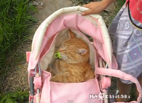 Kucing ini Berperan sebagai seorang bayi
