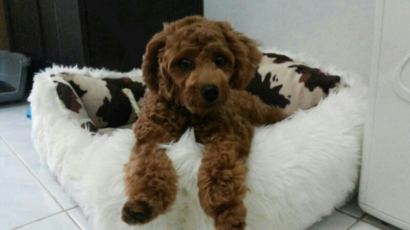 Cari Kos Putri (bawa anjing toy poodle)
