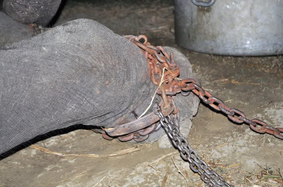  seekor gajah menangis ketika diselamatkan setelah penderitaan selama 50 tahun.