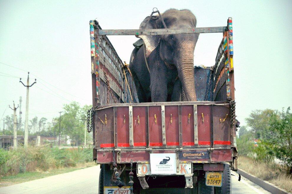  seekor gajah menangis ketika diselamatkan setelah penderitaan selama 50 tahun.