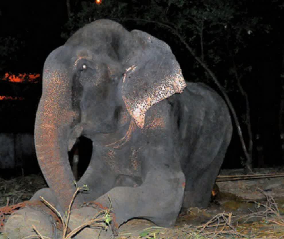  seekor gajah menangis ketika diselamatkan setelah penderitaan selama 50 tahun.