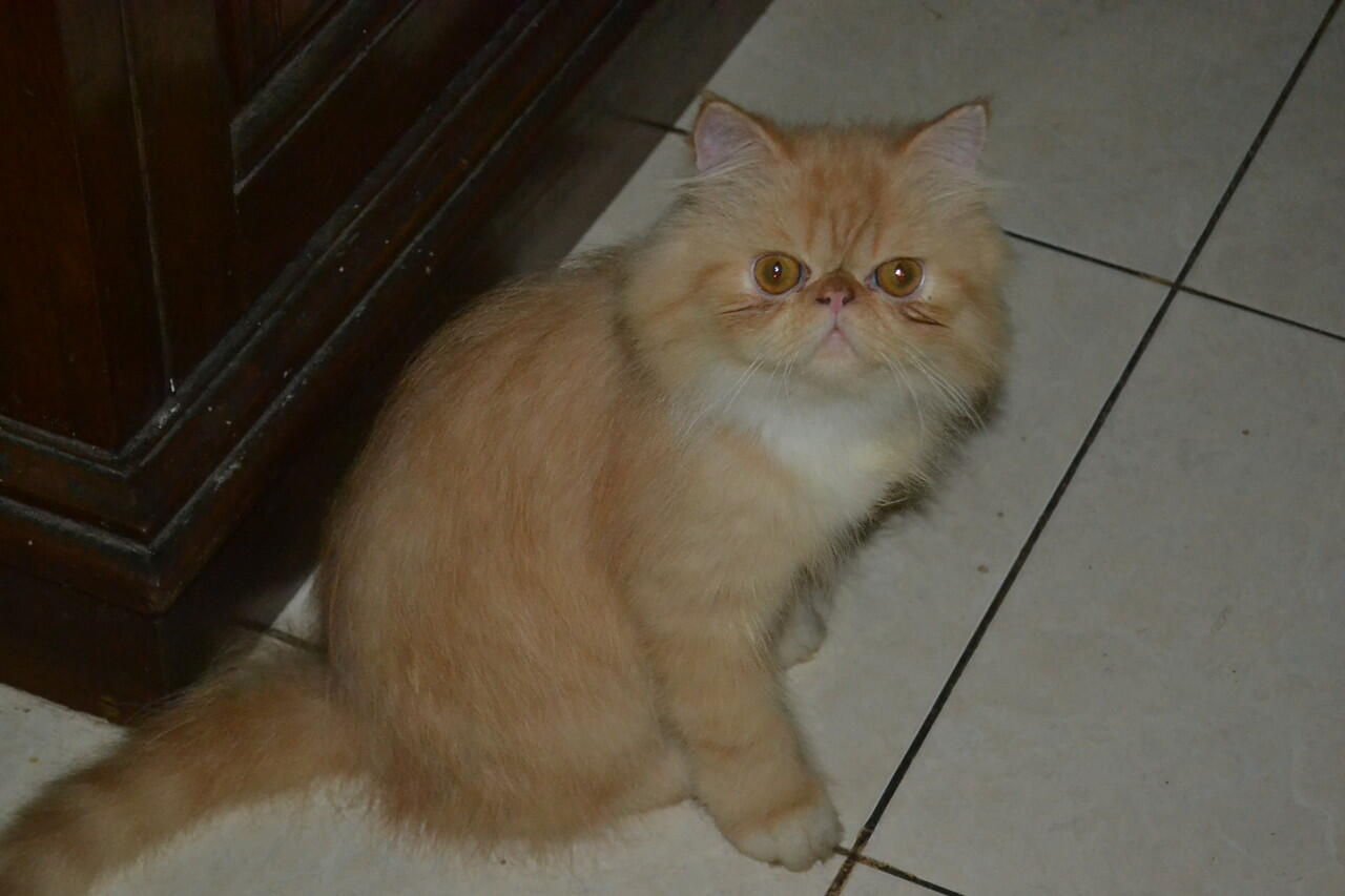 Terjual Kucing Persia Peaknos/Pekenose Red Tabby  KASKUS