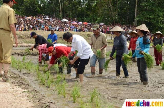 FOTO: Aksi Presiden Jokowi Menanam Padi Bareng Petani di Kalimantan