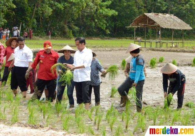 FOTO: Aksi Presiden Jokowi Menanam Padi Bareng Petani di Kalimantan