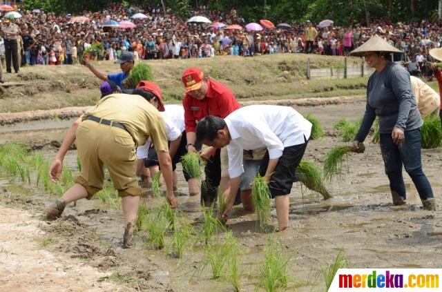FOTO: Aksi Presiden Jokowi Menanam Padi Bareng Petani di Kalimantan