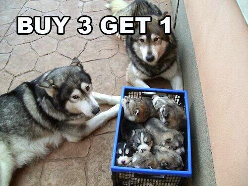 MEME @Siberiian Part I