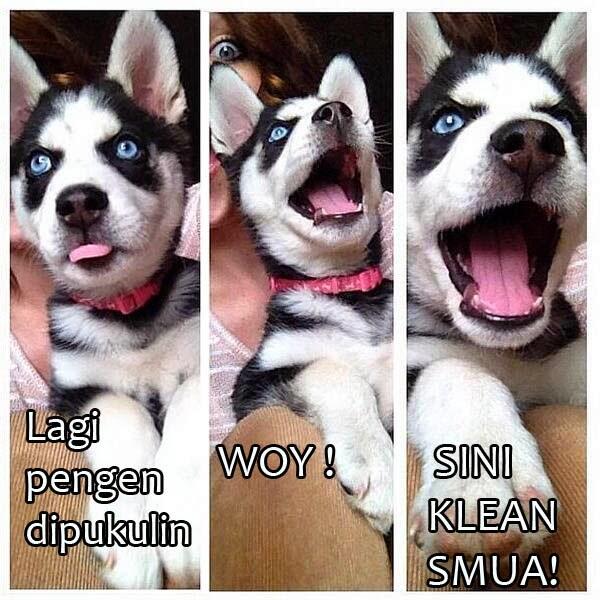 MEME @Siberiian Part I