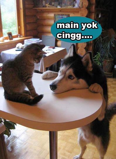 MEME @Siberiian Part I