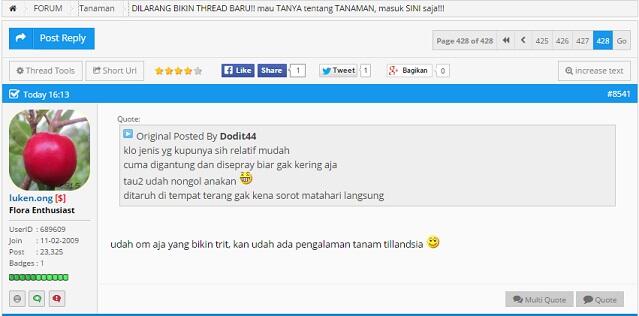 ~ Tanaman Udara TILLANDSIA ~